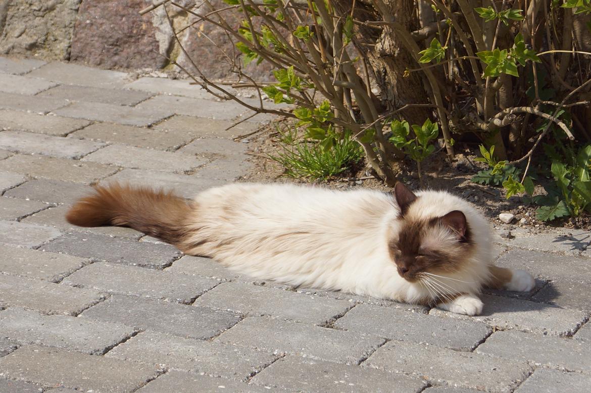 Hellig Birma Chiangmaus Gersimi billede 8