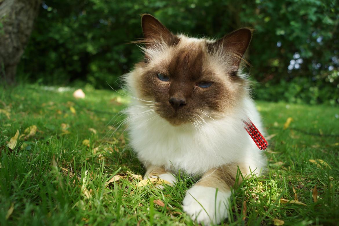 Hellig Birma Chiangmaus Gersimi billede 17