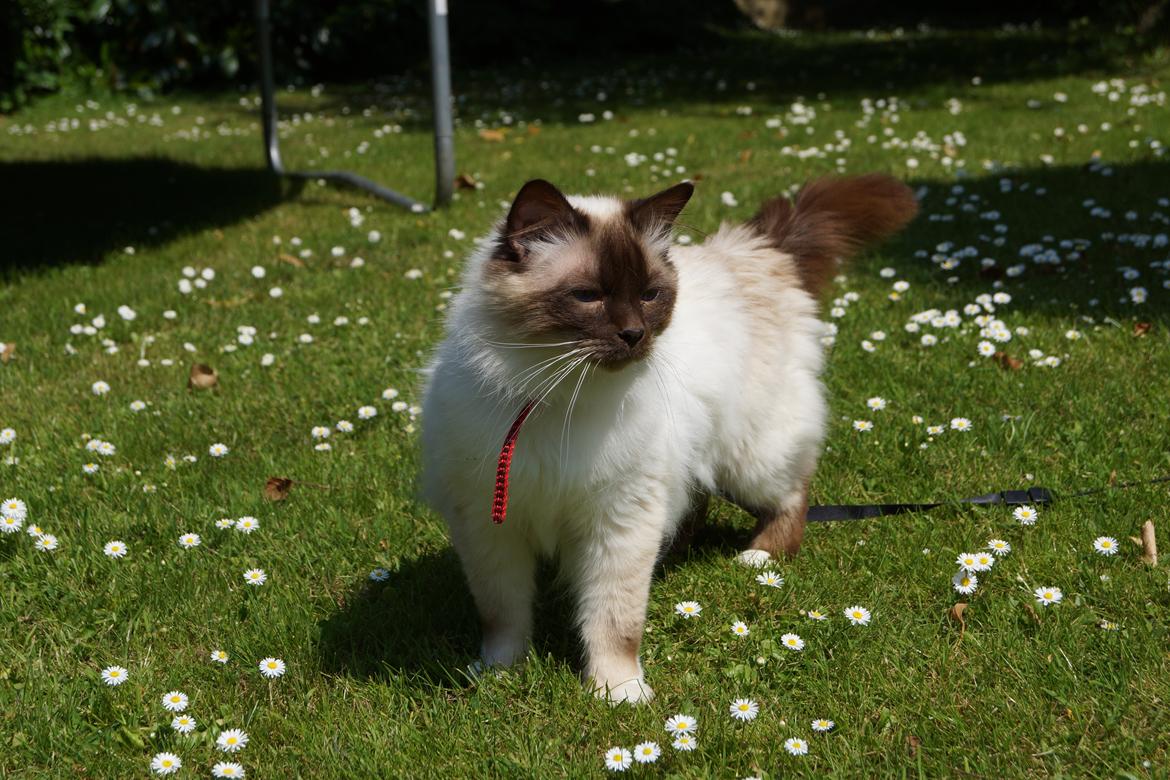 Hellig Birma Chiangmaus Gersimi billede 6