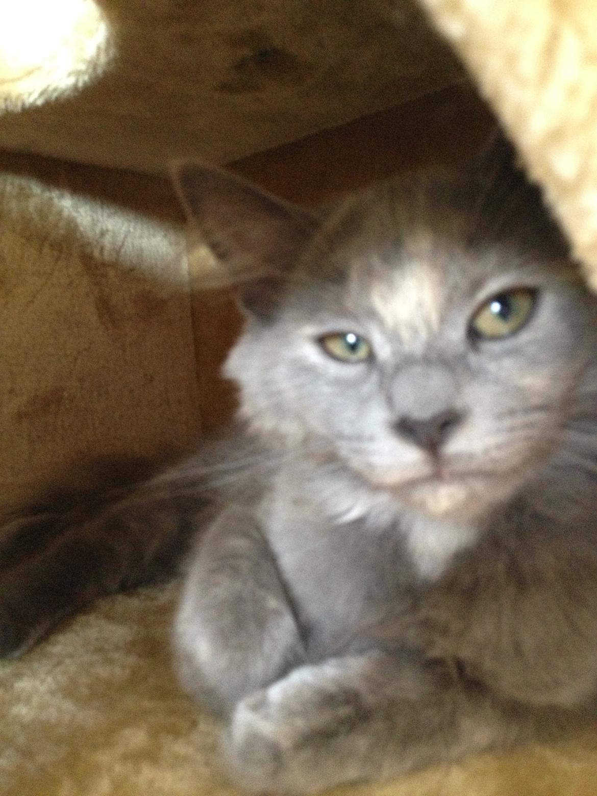 Maine Coon Mille billede 1