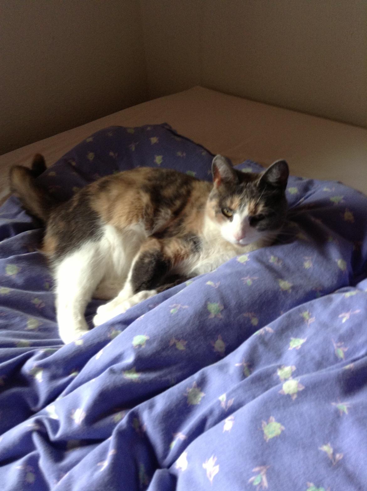 Huskat Kitty billede 11