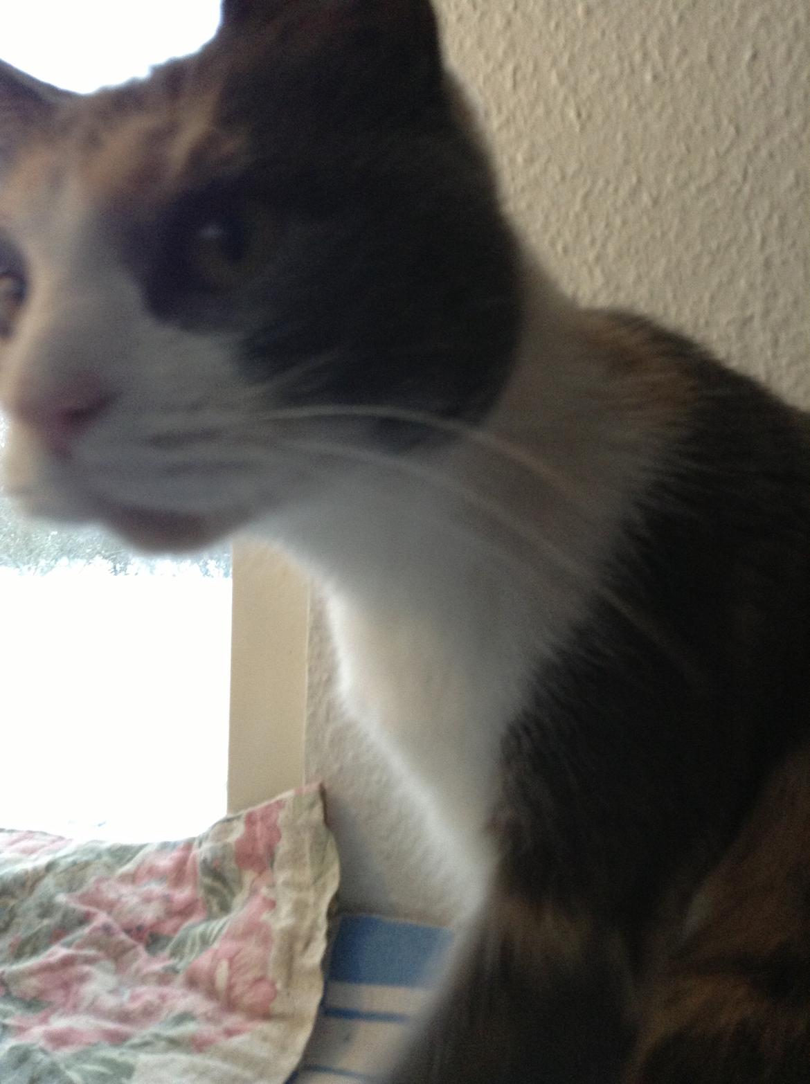 Huskat Kitty billede 12