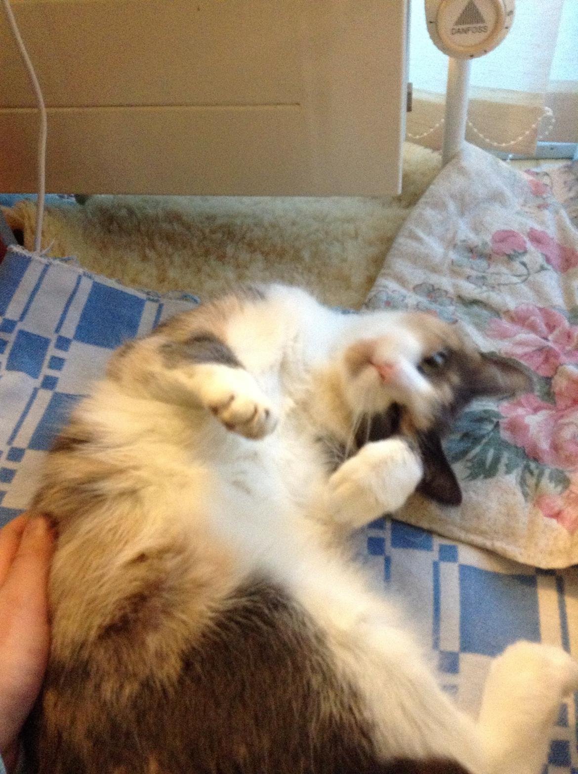 Huskat Kitty billede 13