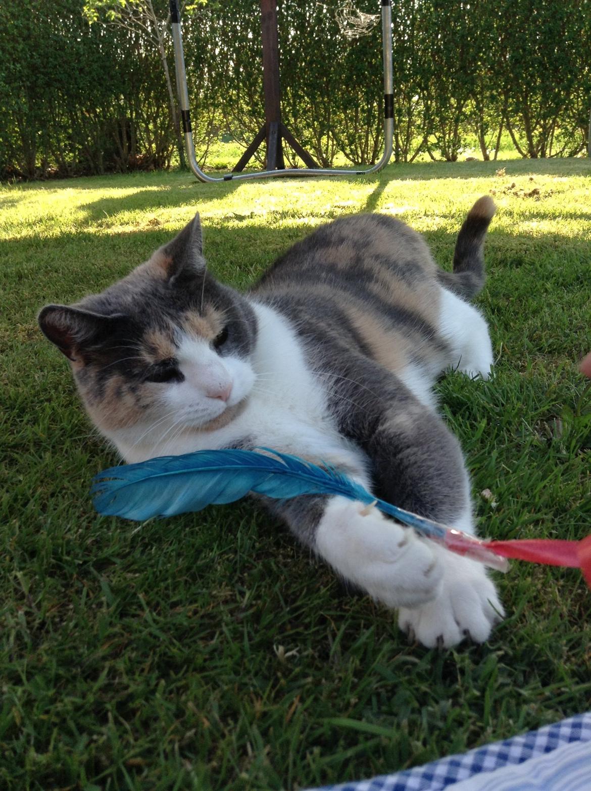 Huskat Kitty billede 14