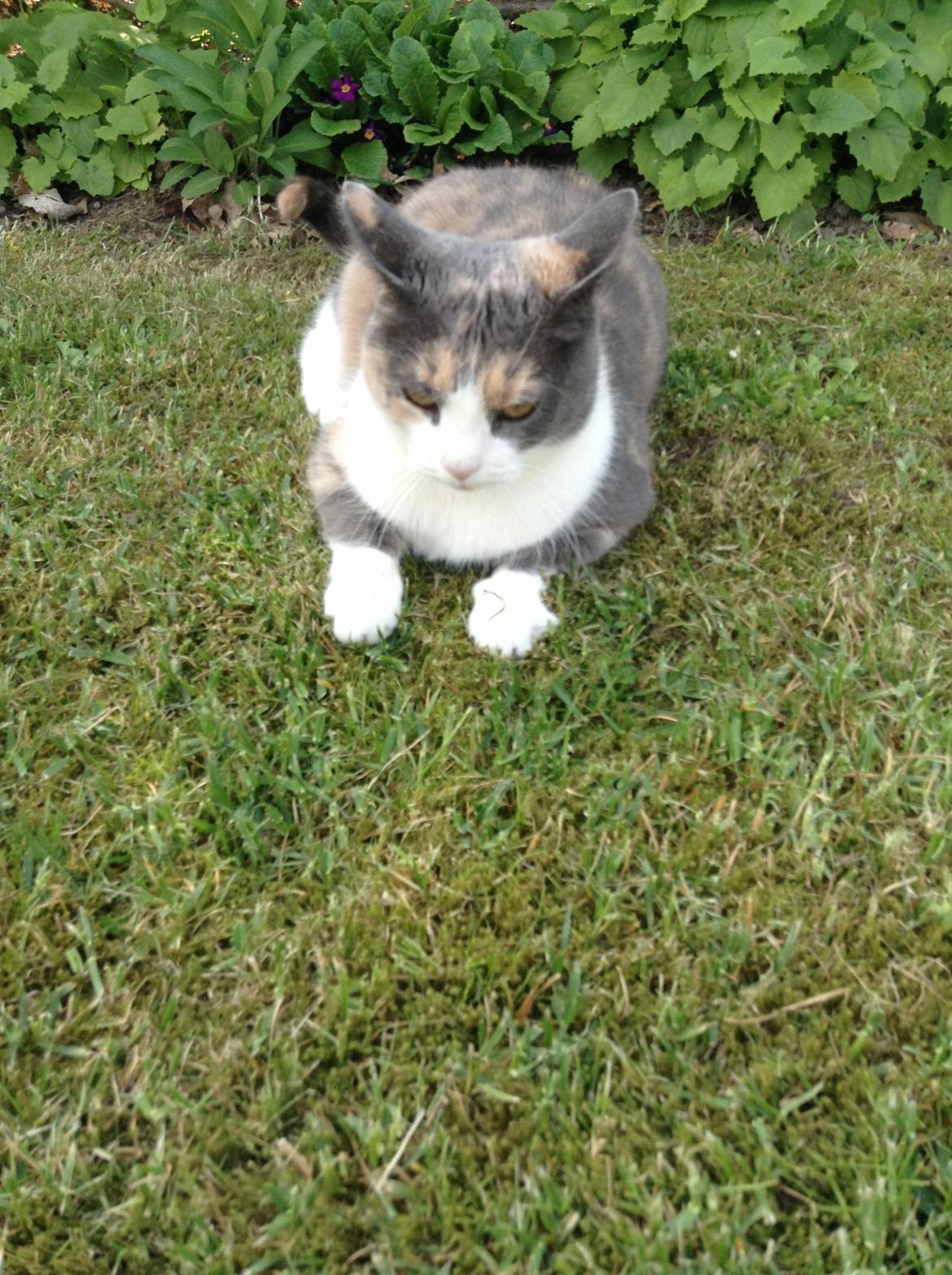 Huskat Kitty billede 15