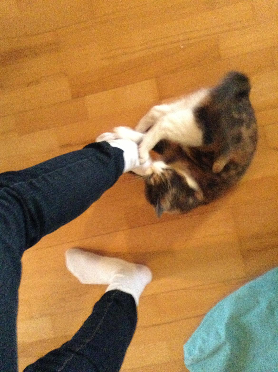 Huskat Kitty billede 16