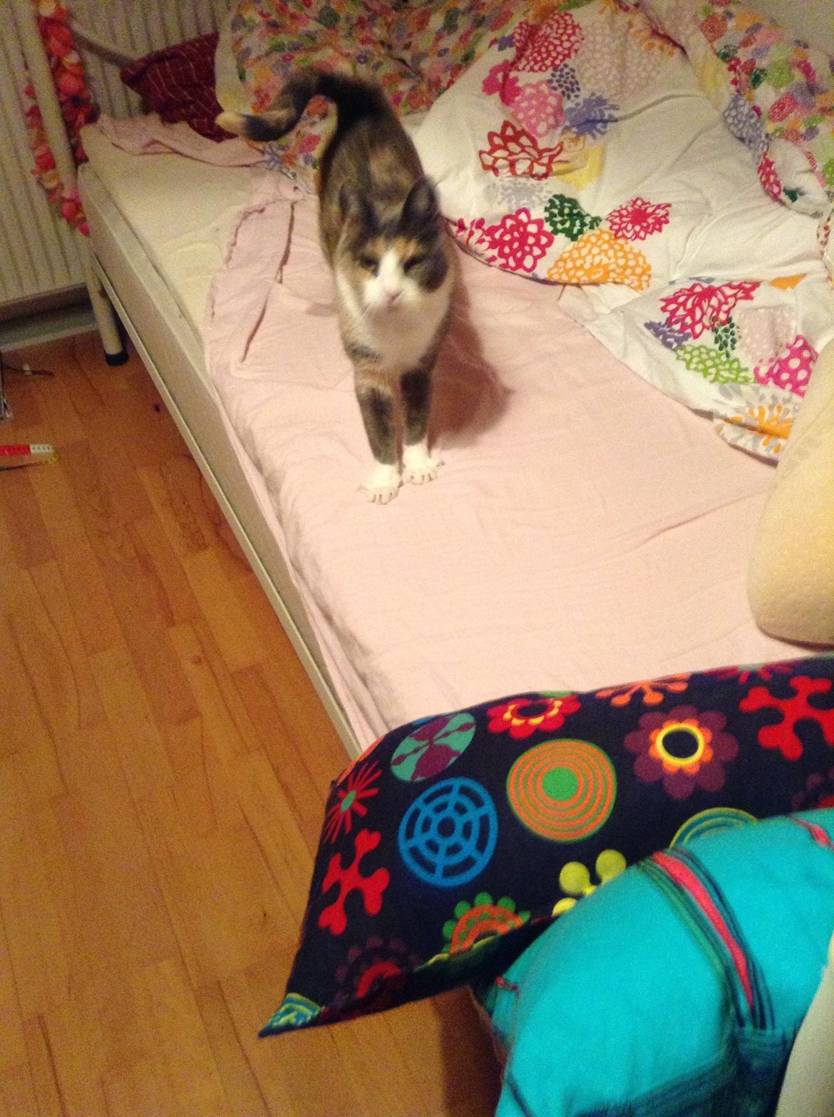 Huskat Kitty billede 17