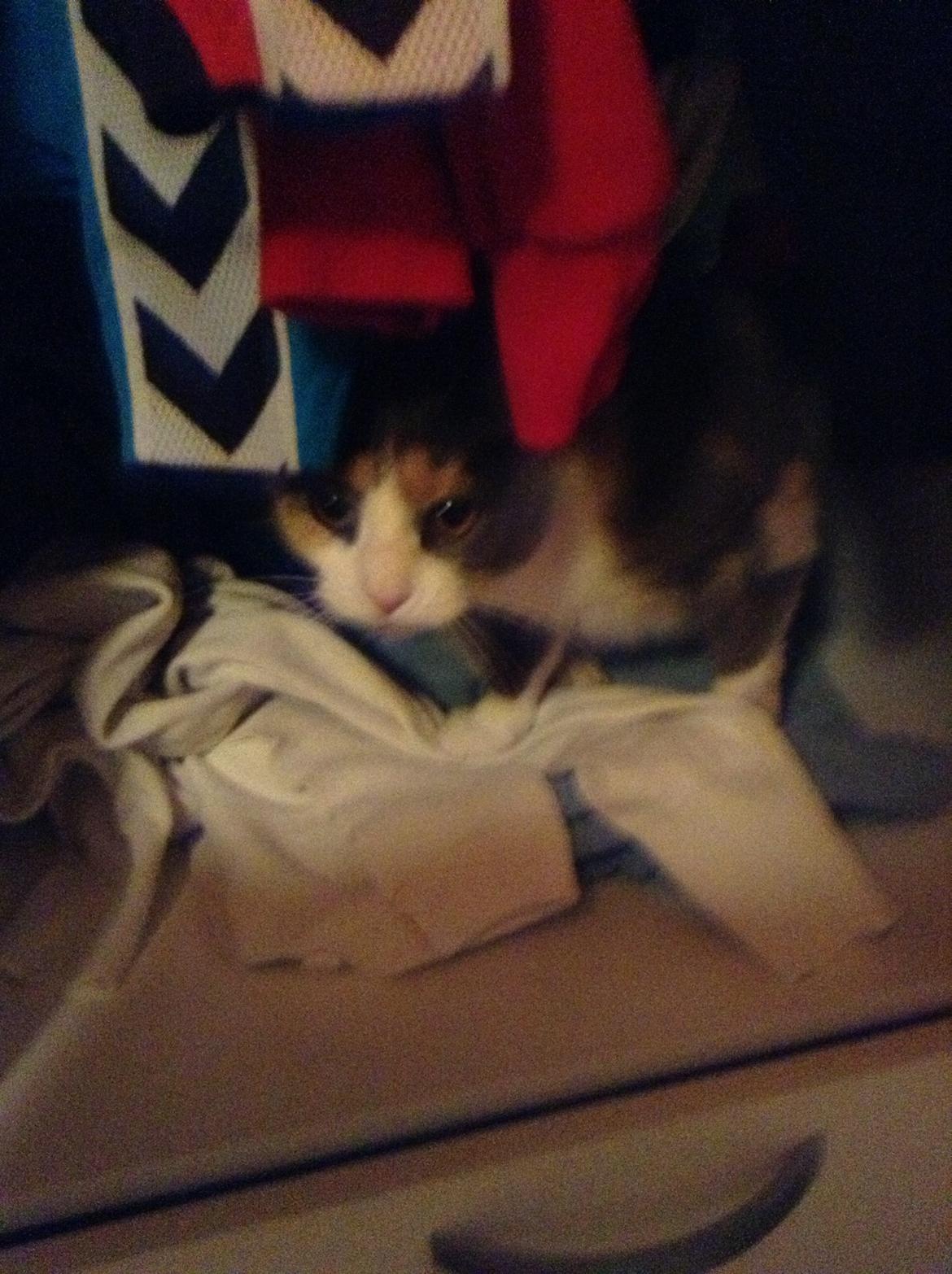 Huskat Kitty billede 18