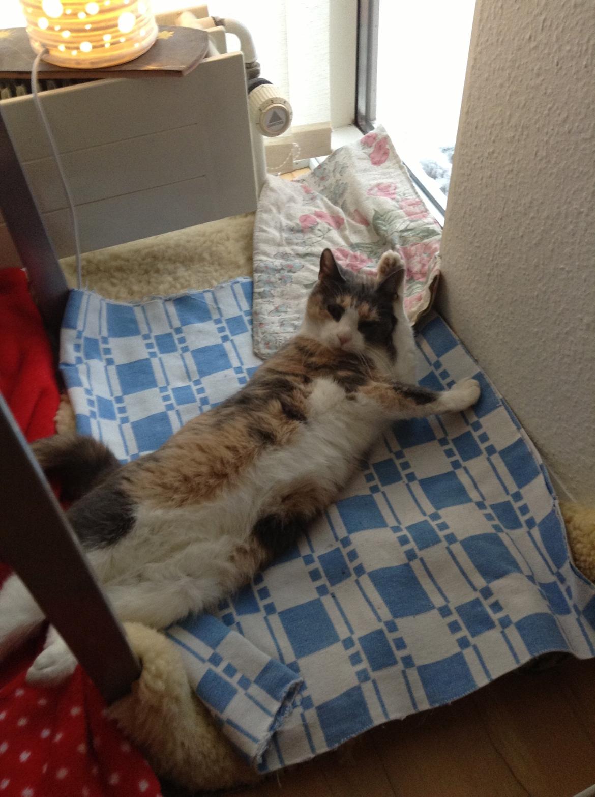 Huskat Kitty billede 19