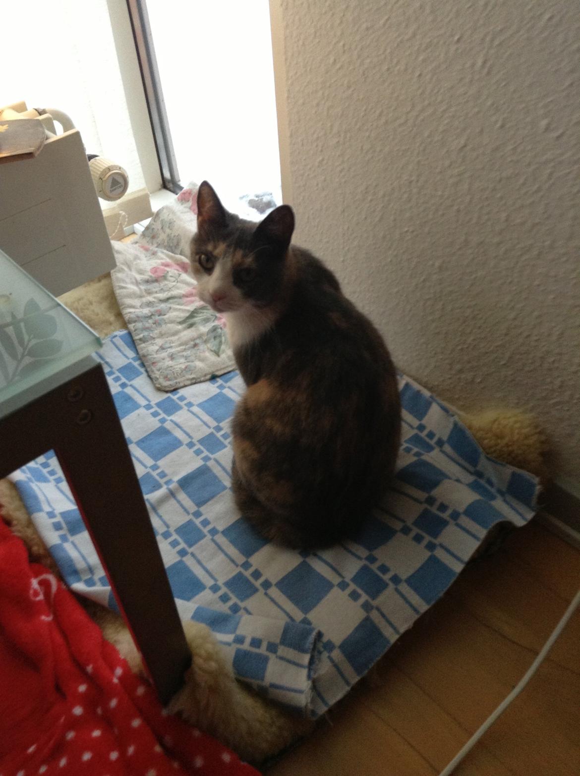 Huskat Kitty billede 20