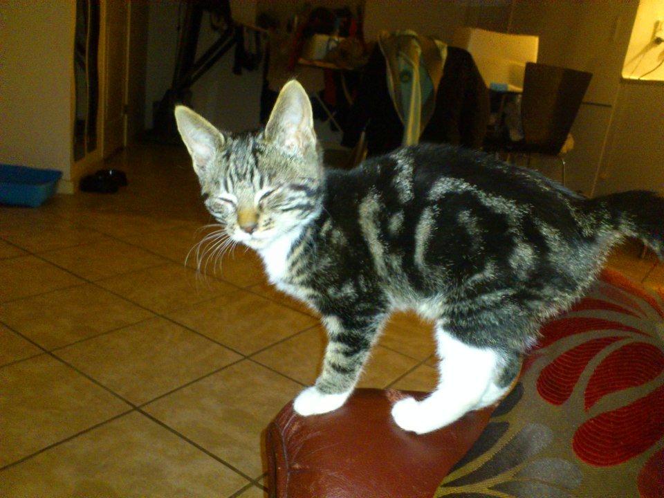 Huskat Kat Capone - Capone som lille killing. Lige kommet hjem:-) billede 1