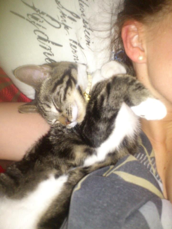 Huskat Kat Capone - Puttetrold ;.) billede 3