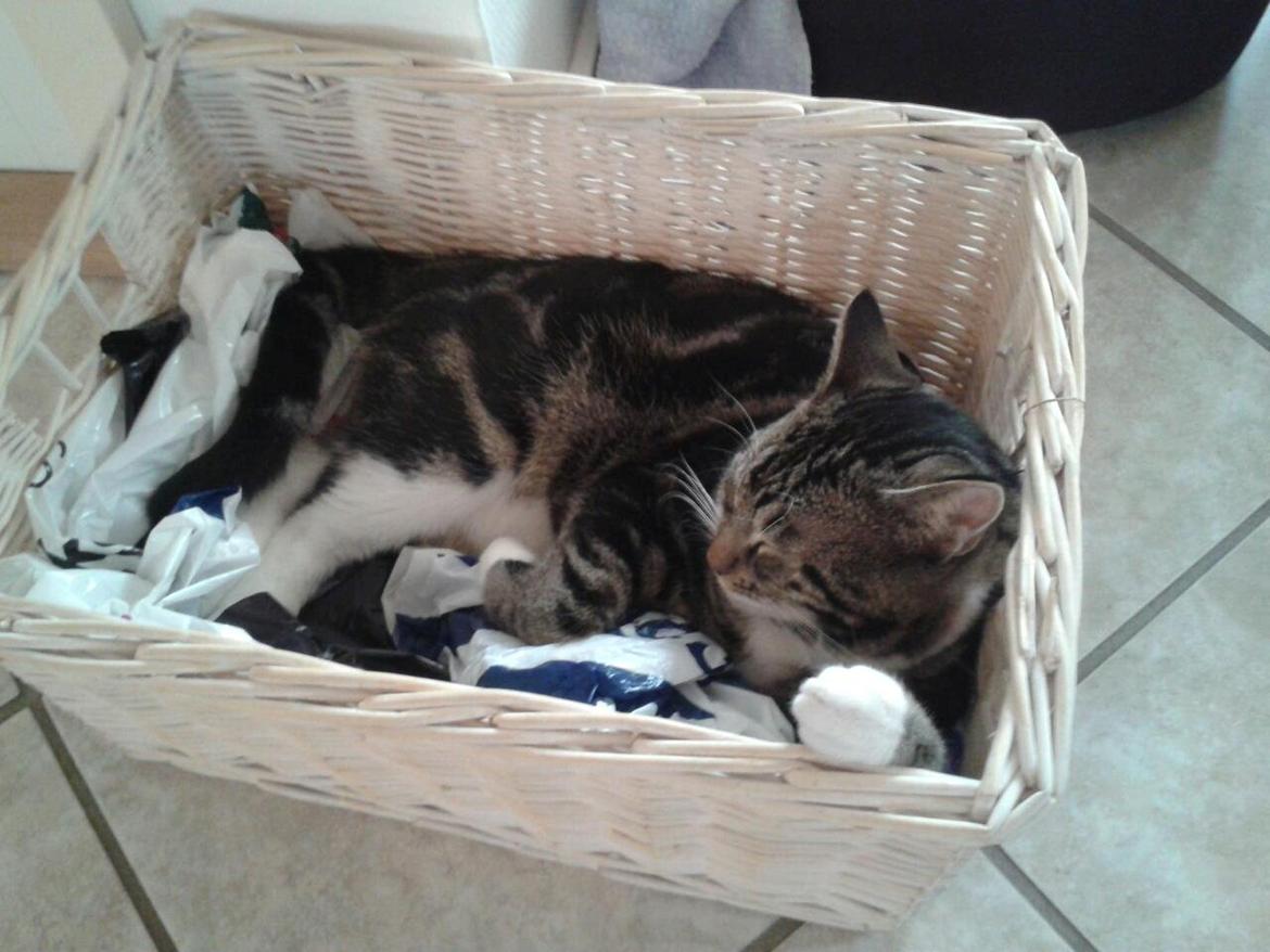 Huskat Kat Capone - Midt i flytterod i april måned må man finde sig et andet sted at sove når sofaen er pist væk :-) billede 5