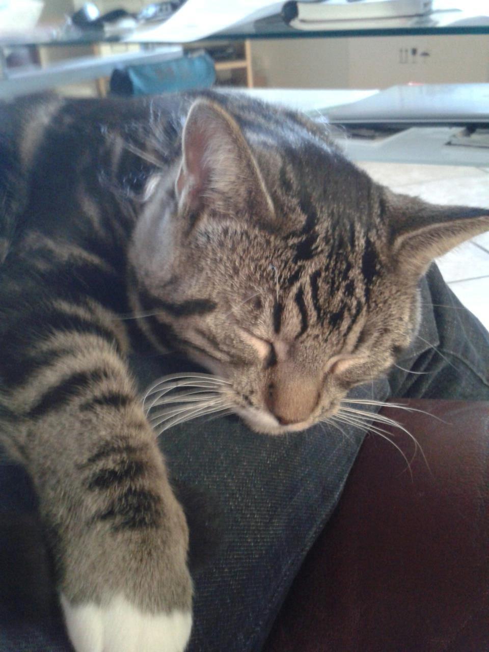 Huskat Kat Capone billede 6