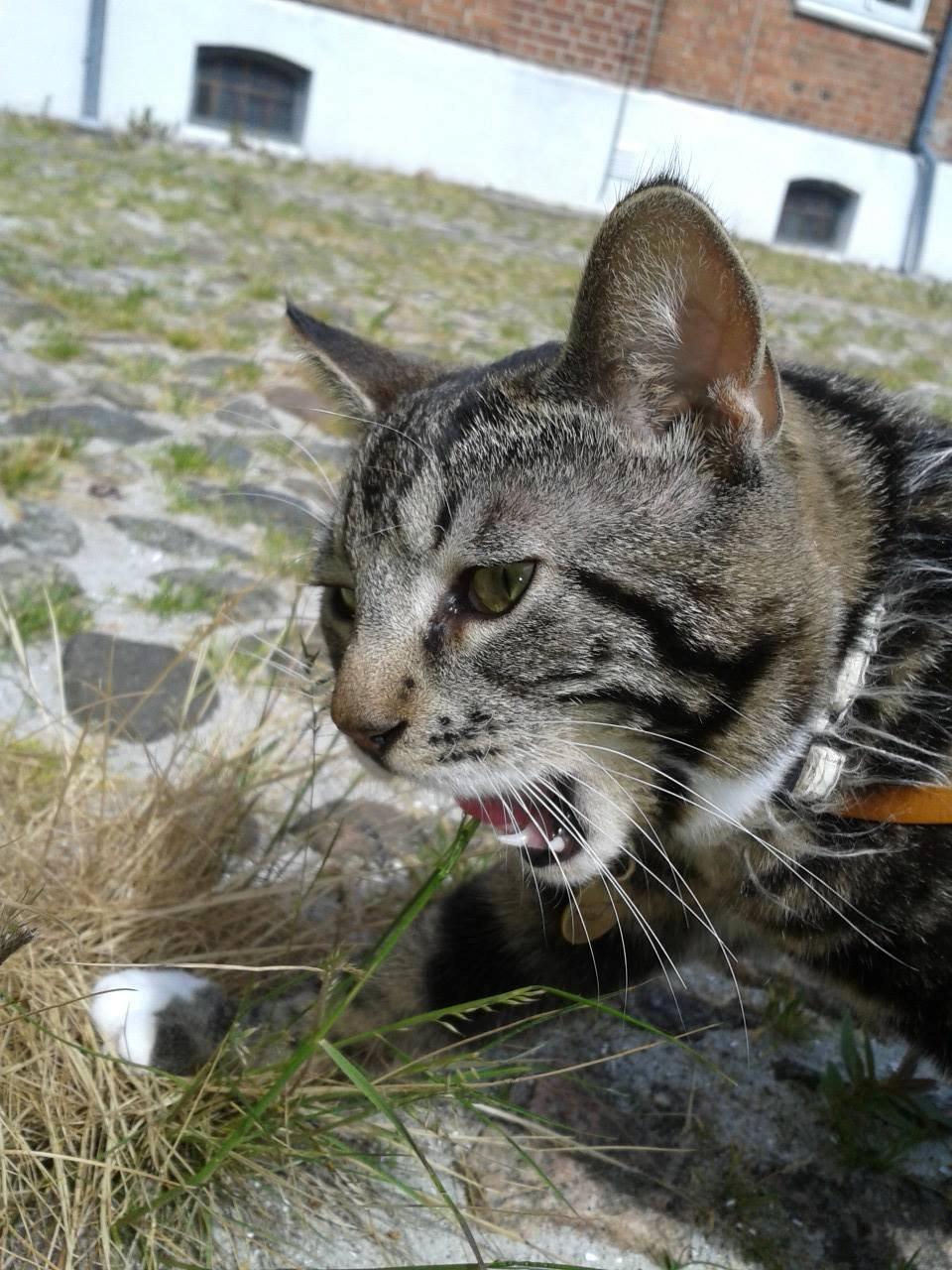 Huskat Kat Capone - Mmmm GRÆS !! hans første tur i den nye baghave :-) billede 7