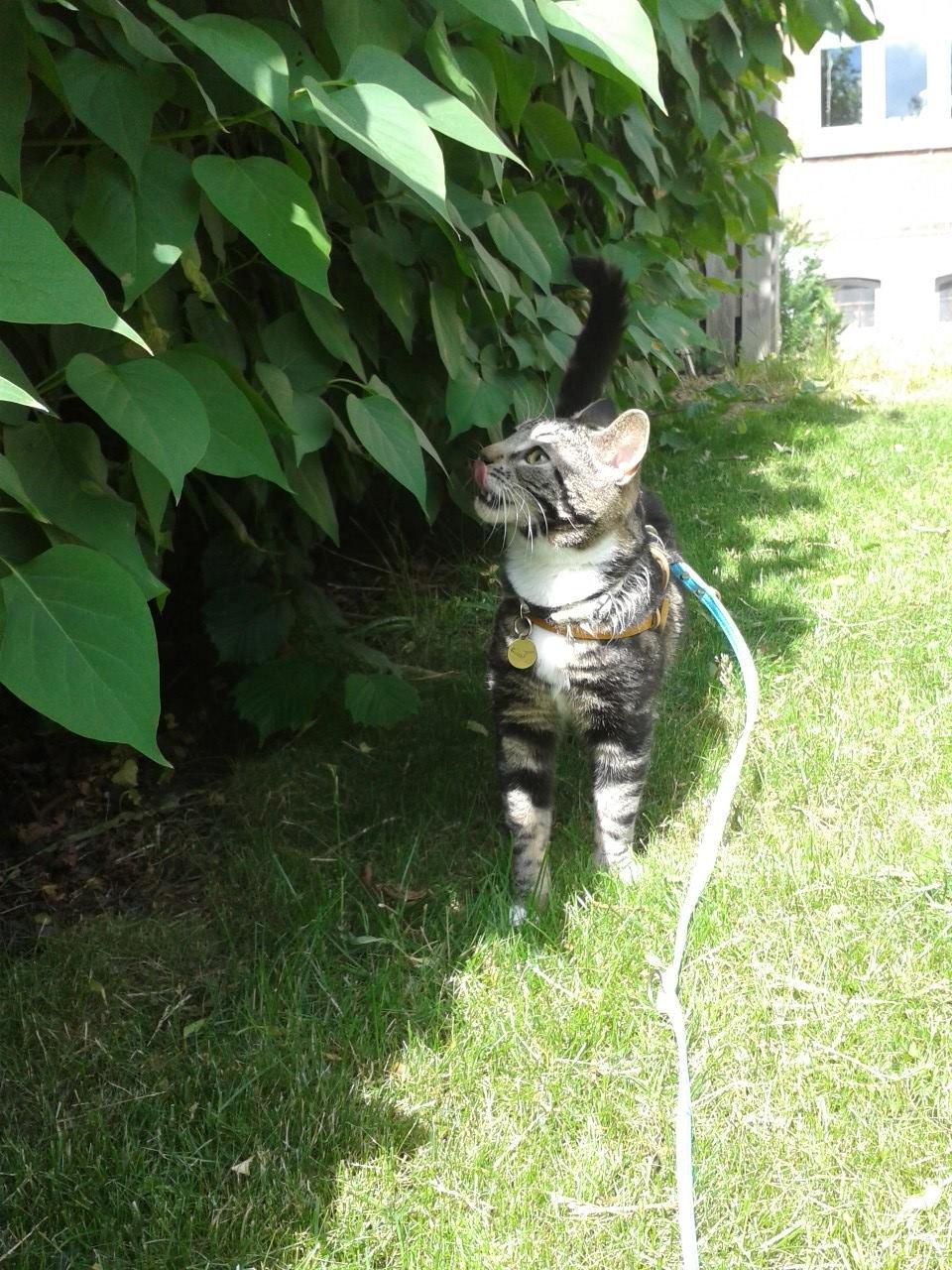 Huskat Kat Capone - Næææ se alle de blade i MIN have :-) billede 9