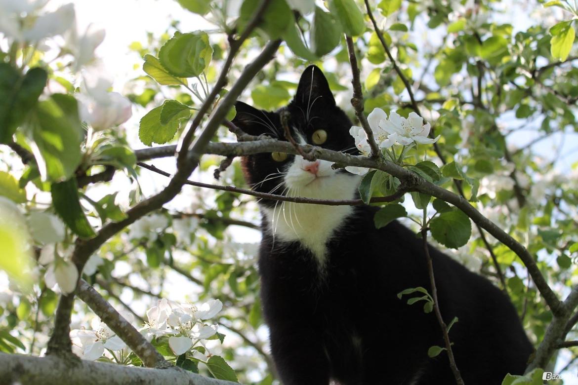 Huskat Mis billede 1