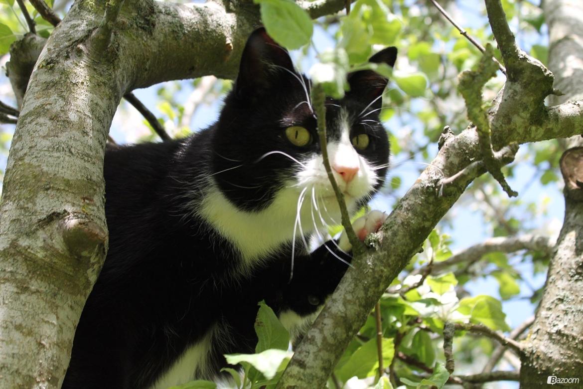 Huskat Mis billede 2