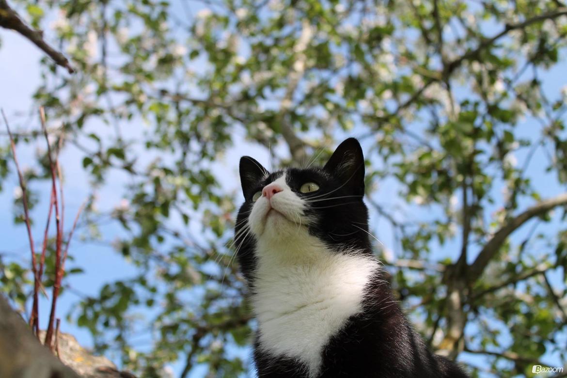 Huskat Mis billede 3