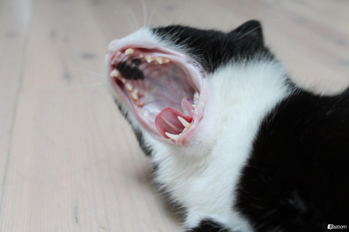 Huskat Mis billede 4