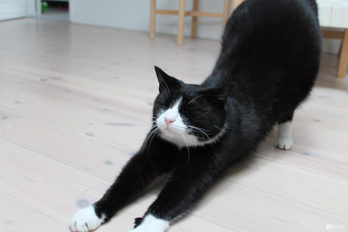 Huskat Mis billede 5