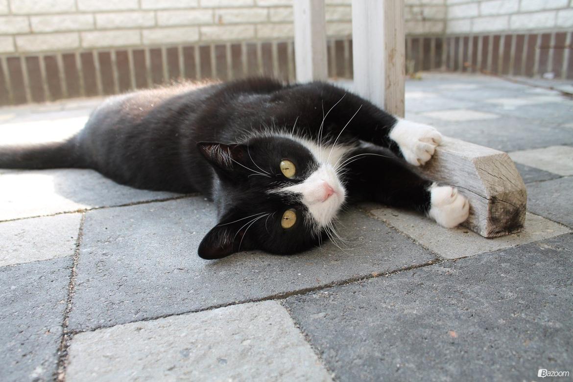 Huskat Mis billede 6