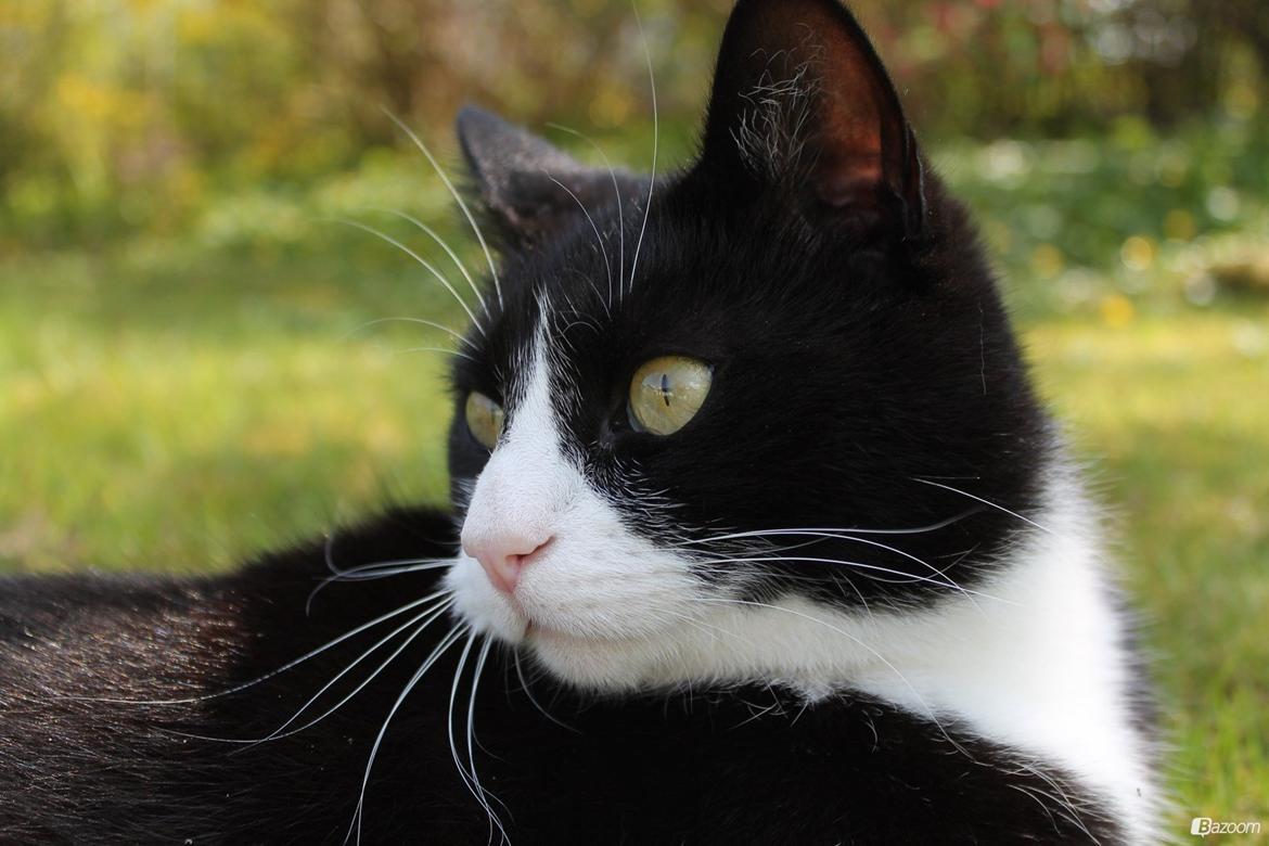 Huskat Mis billede 7