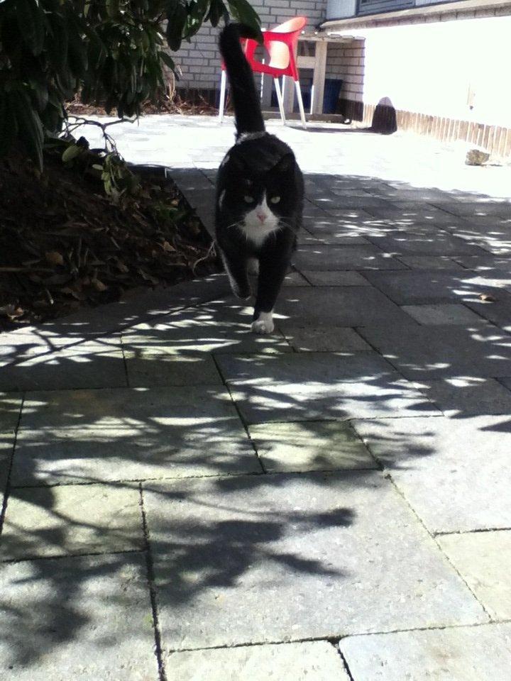 Huskat Mis billede 9