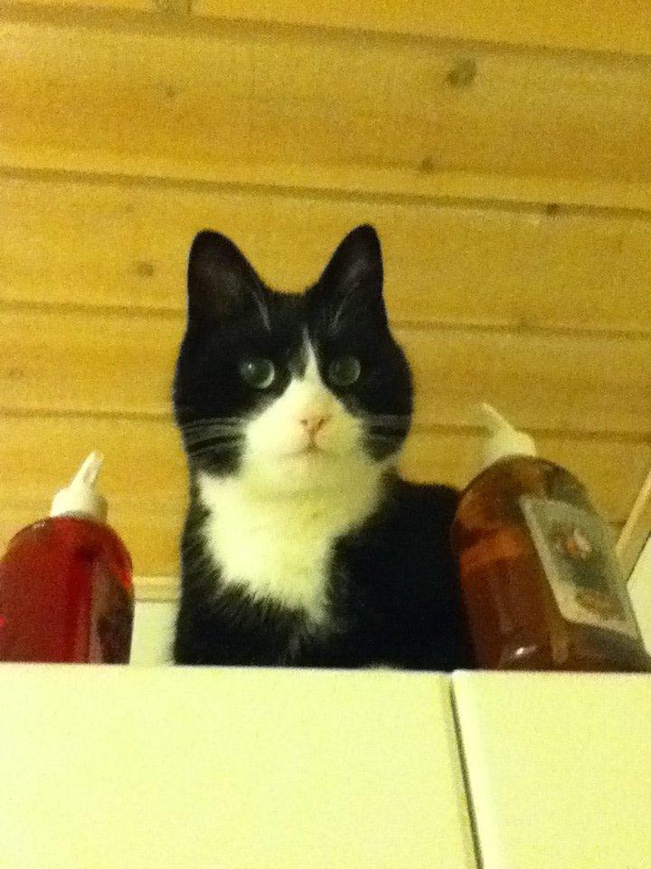 Huskat Mis billede 10