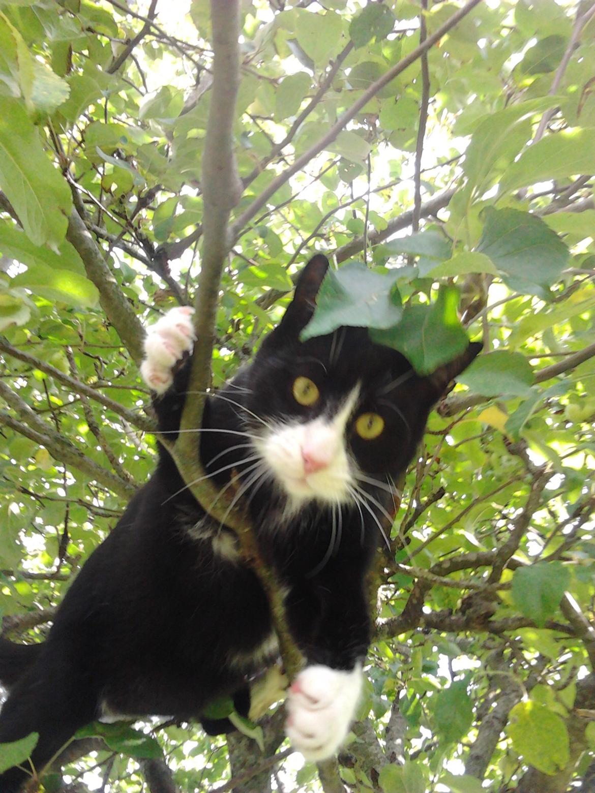 Huskat Mis billede 11