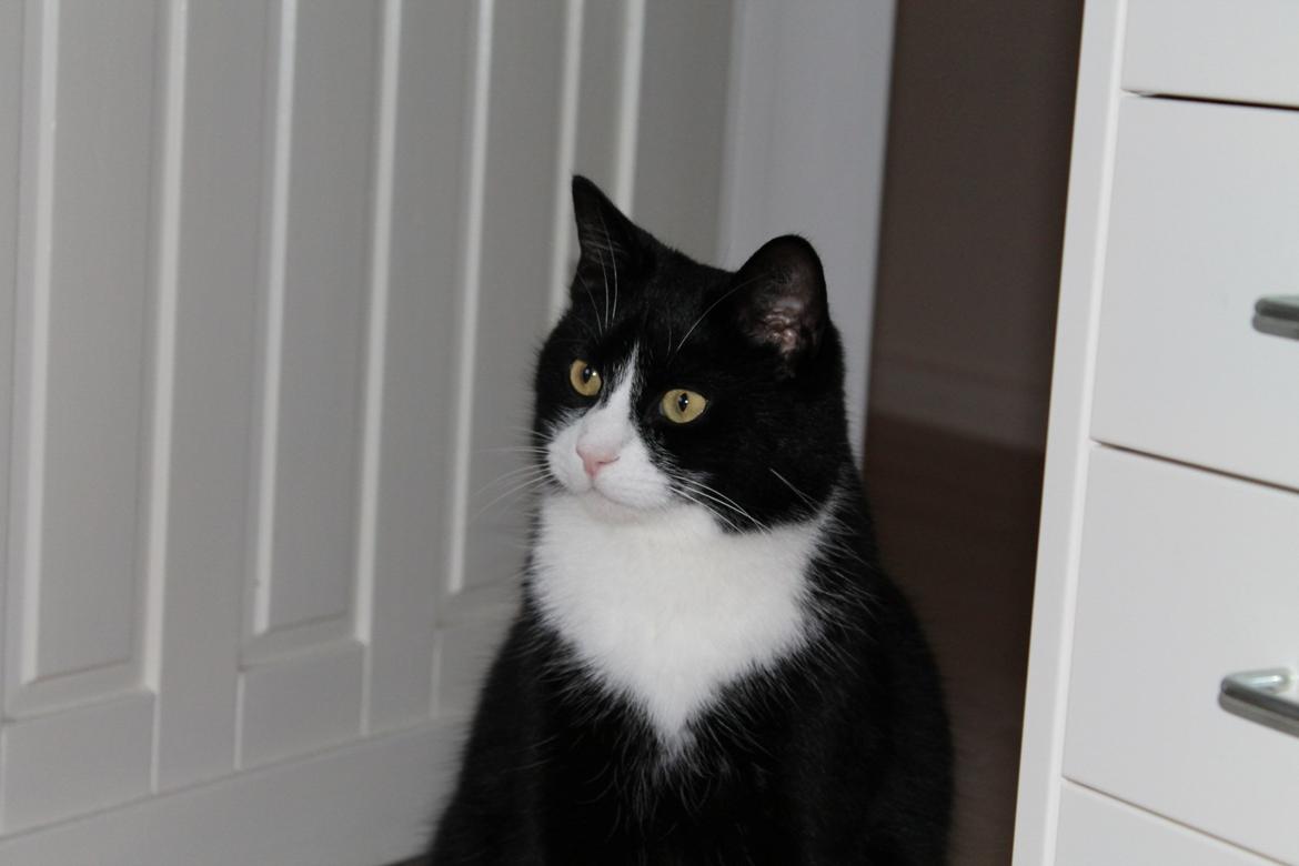 Huskat Mis billede 12