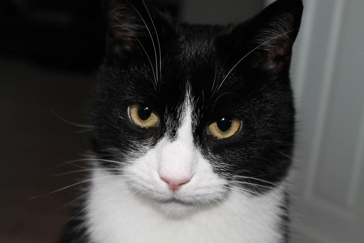 Huskat Mis billede 13