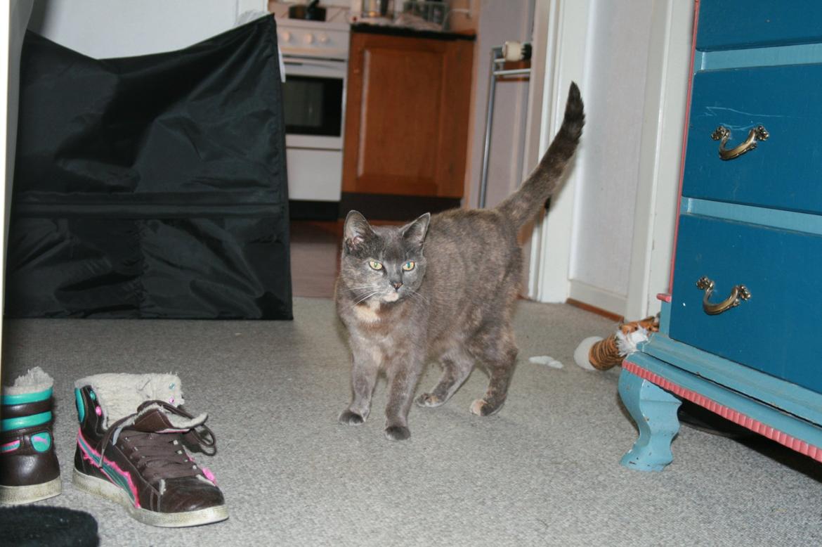 Huskat Lille Mis billede 1