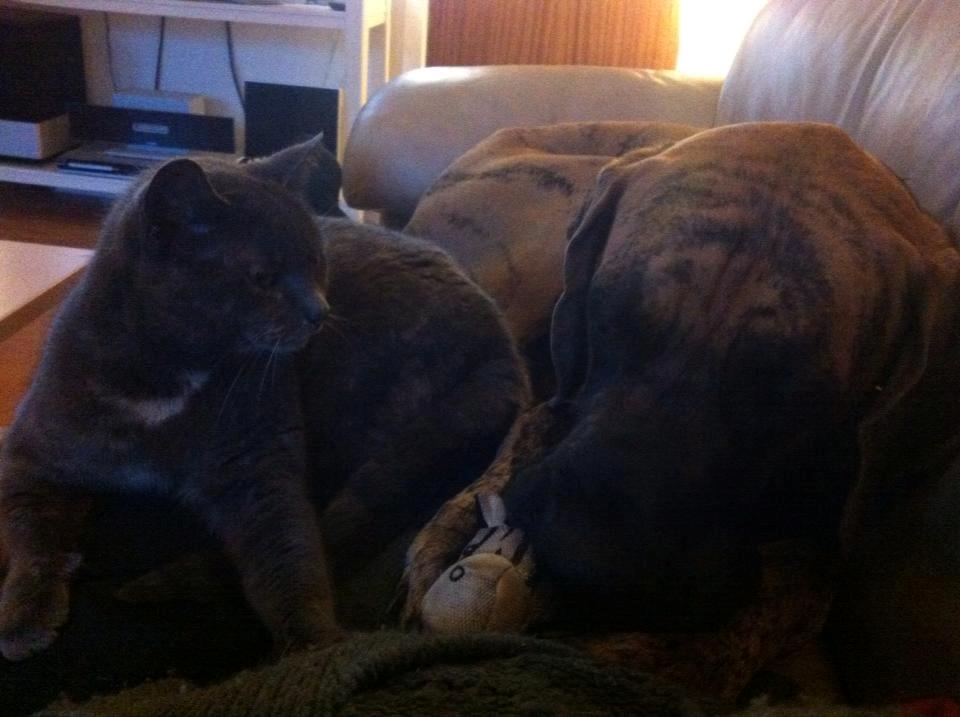 Huskat Lille Mis billede 2