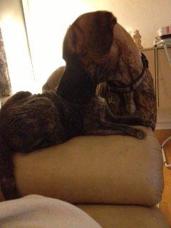 Huskat Lille Mis billede 5