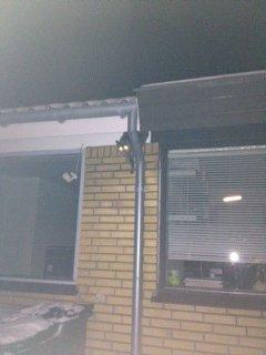 Huskat Lille Mis billede 6