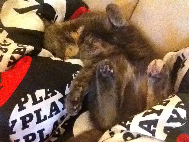 Huskat Lille Mis billede 7