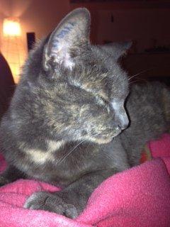 Huskat Lille Mis billede 8