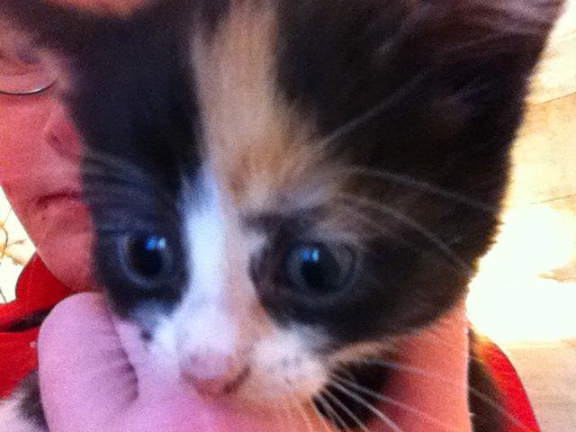 Huskat Mini, mis<3 - Her er det første billede af Mini, mis;-) billede 3