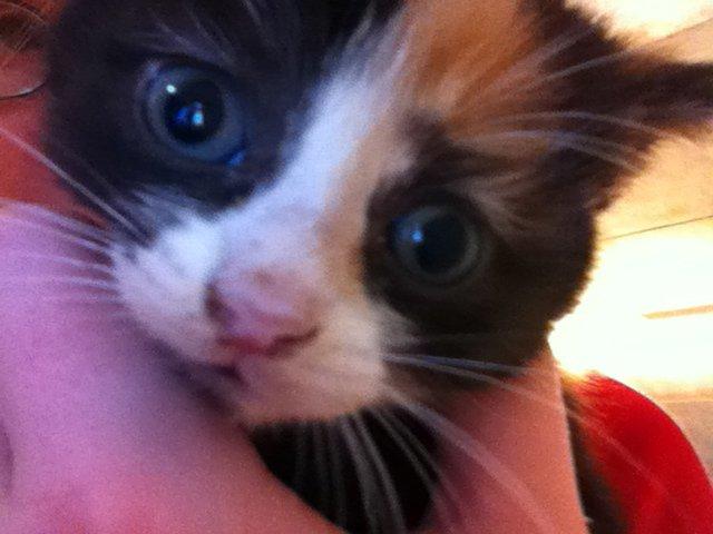 Huskat Mini, mis<3 billede 4