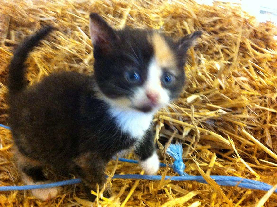 Huskat Mini, mis<3 billede 2