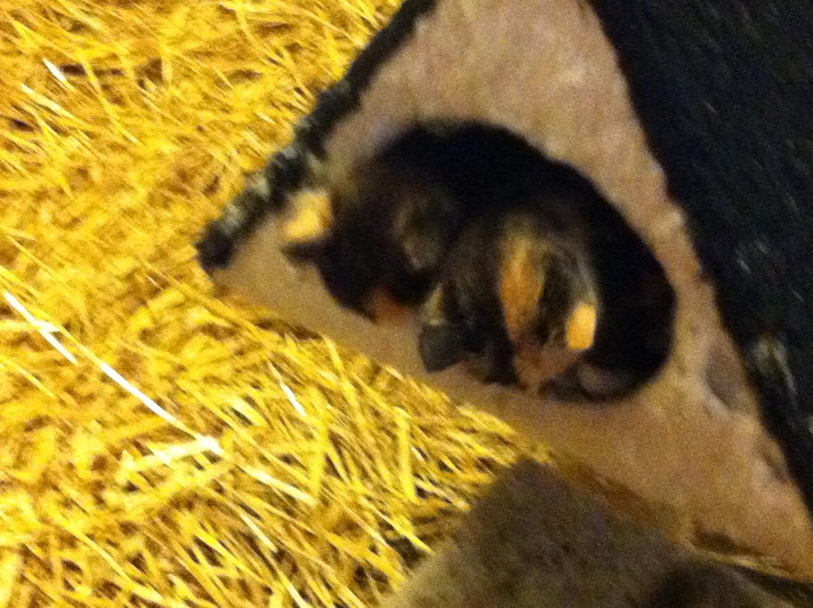 Huskat Mini, mis<3 - Her er både Pivse og Mini, mis;-) billede 5