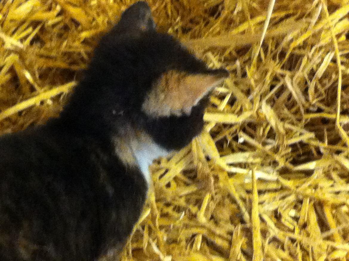 Huskat Mini, mis<3 billede 7