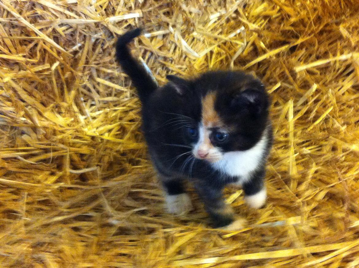 Huskat Mini, mis<3 billede 8