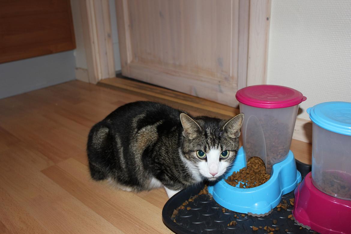 Huskat Mille R.I.P billede 1