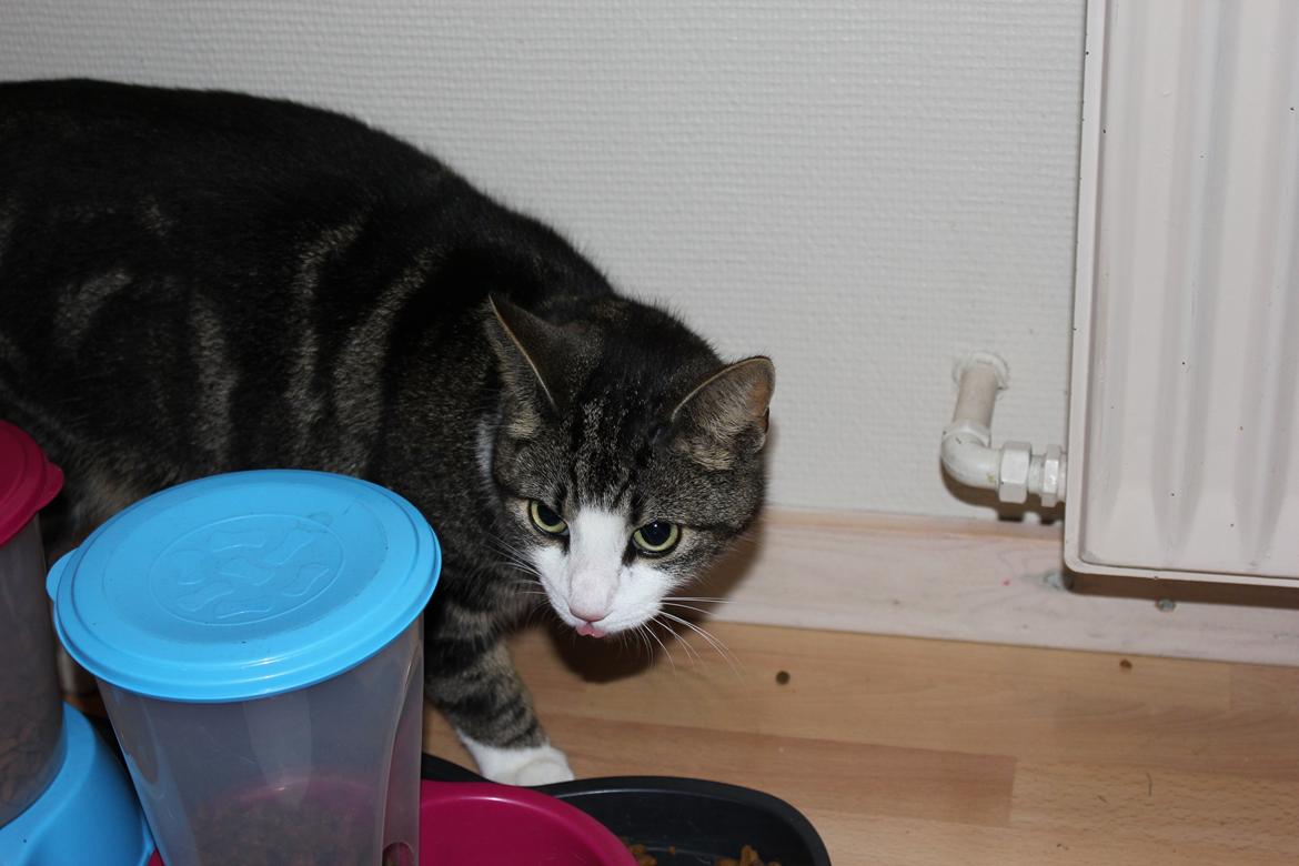 Huskat Mille R.I.P billede 2