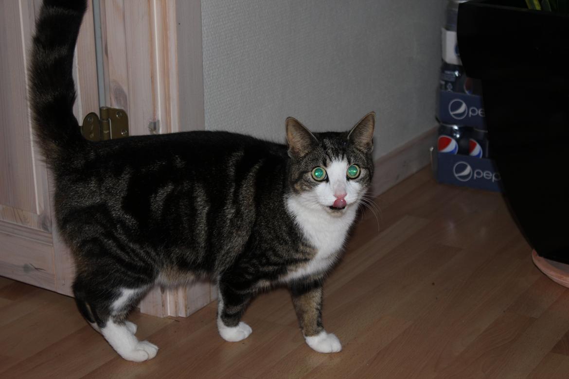 Huskat Mille R.I.P billede 3