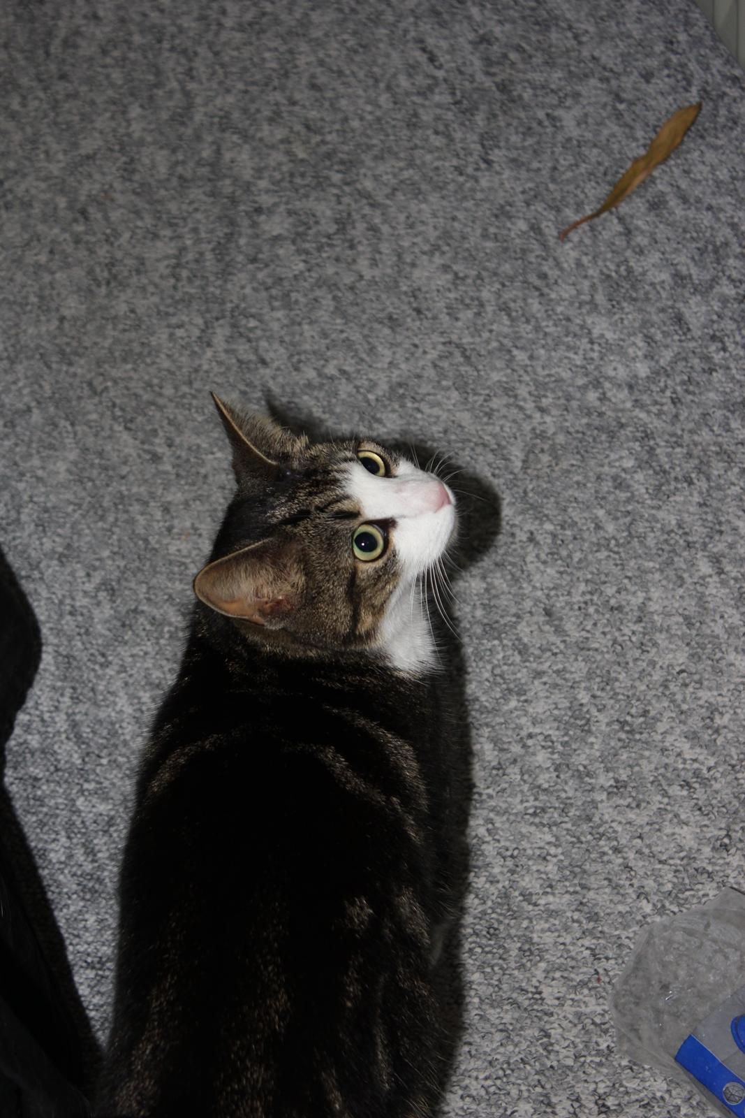 Huskat Mille R.I.P billede 4