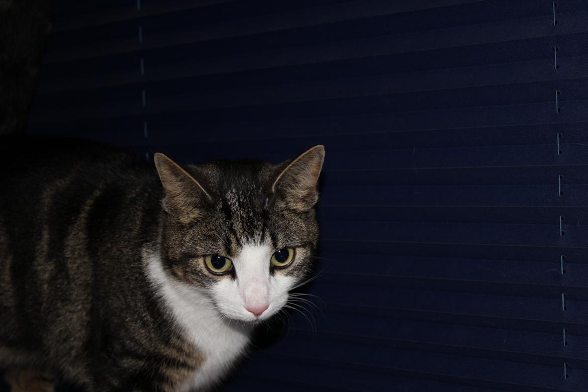 Huskat Mille R.I.P billede 5