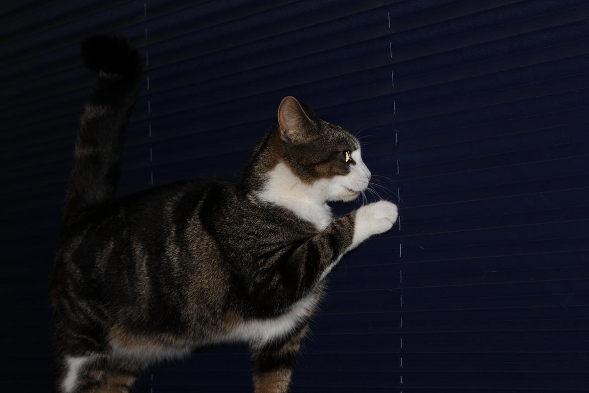 Huskat Mille R.I.P billede 6